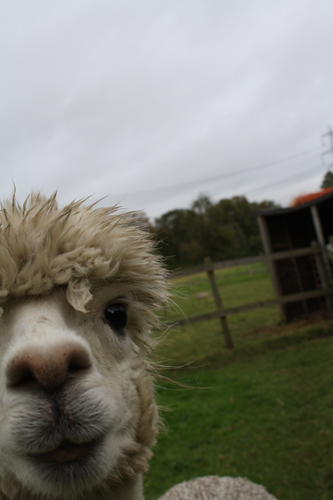 Alpaca