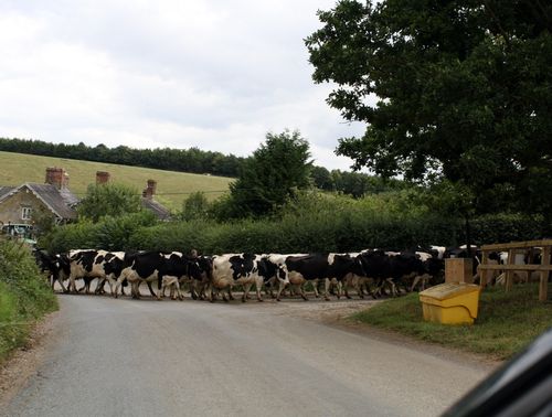 First Cow Crossing