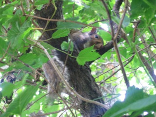 Squirrel_2
