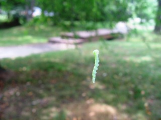 Inchworm_2_2