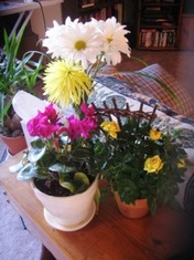 Flowers_3
