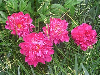 Peonies