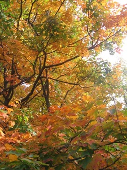 Leaf_peeping_photo_2