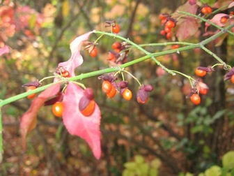 Leaf_peeping_photo_4