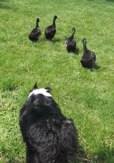 Herding_ducks