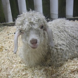 Angora_goat