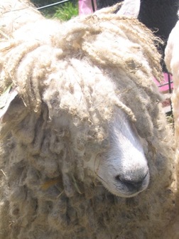 Rasta_sheep