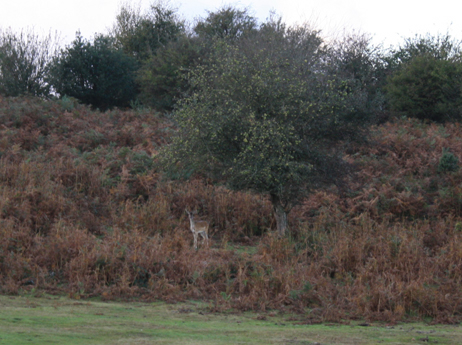 New Forest Deer