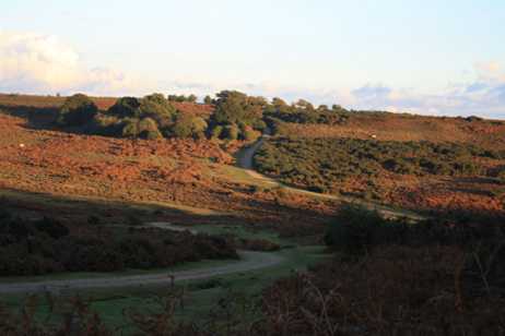 NF Road Landscape