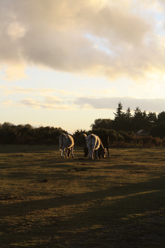 New Forest Cows