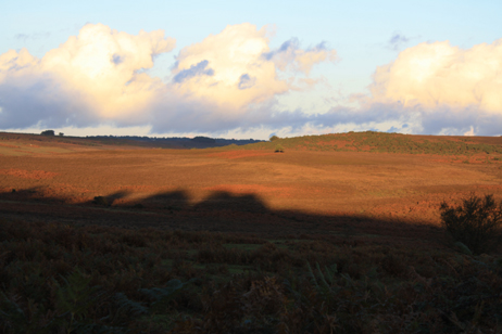 NF Shadow Landscape