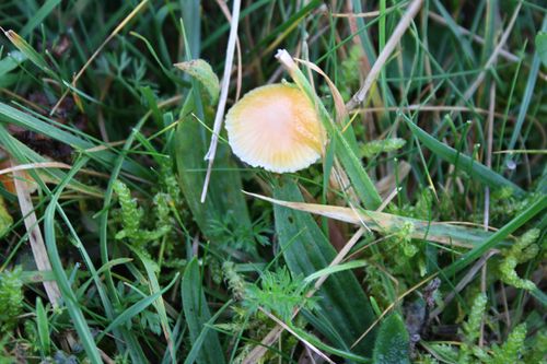 Yellow mushroom