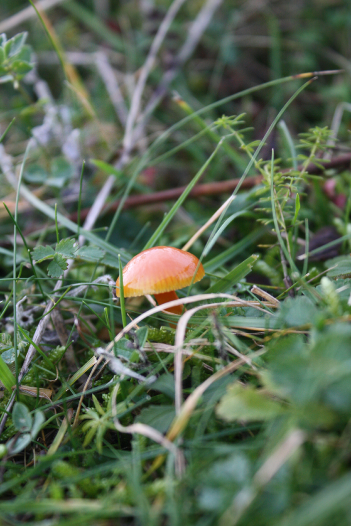 Orange mushroom